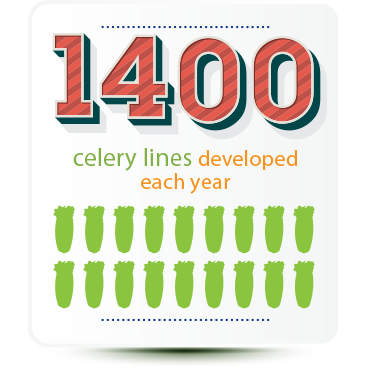1400 celery lines developed each year